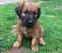 Regalo briard cachorros disponibles