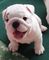 Regalo Bulldog Inglés cachorros disponibles - Foto 1