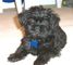 Regalo cachorro del affenpinscher disponibles