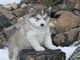 Regalo cachorro malamute alaska disponibles