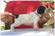 Regalo cachorros Braco de Auvernia disponibles - Foto 1