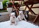 Regalo cachorros de calidad superior Bulldog Francés - Foto 1