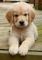 Regalo cachorros de golden retriever listo