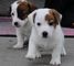 Regalo cachorros de jack de russell disponibles