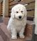Regalo cachorros de komondor disponibles