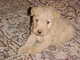 Regalo cachorros de lagos de terrier disponibles