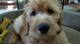 Regalo cachorros del goldendoodle listo