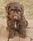Regalo cachorros del labradoodle disponibles