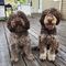 Regalo cachorros del lagotto romagnolo disponibles