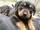 Regalo cachorros del rottweiler disponibles