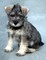 Regalo cachorros del schnauzer miniatura que disponibles