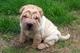 Regalo cachorros del shar pei de listo