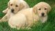 Regalo cachorros labrador retriever disponibles