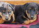 Regalo cachorros maravillosos Beauceron disponibles - Foto 1