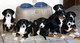 Regalo cachorros mayores suizo de la montaña disponibles