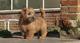 Regalo cachorros norfolk de terrier disponibles