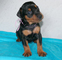 Regalo cachorros Pinscher del disponibles - Foto 1