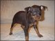 Regalo cachorros pinscher del miniatura disponibles