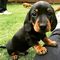 Regalo dachshund perritos del disponibles