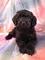 Regalo de schnoodle cachorros disponibles