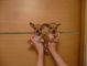 Regalo de Terrier de juguete ruso Perritos disponibles - Foto 1