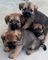 Regalo Disponibles cachorros Border Terrier listo - Foto 1