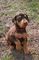 Regalo Doberman entrenados cachorros listos - Foto 1