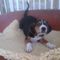 Regalo hamiltonstovare cachorros disponibles