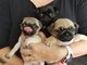 Regalo hermosos pug cachorros disponibles