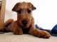 Regalo irlandés Terrier cachorros listo - Foto 1