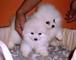 Regalo Lindo juguete-Size cachorros Pomerania - Foto 1