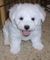 Regalo maravillosas bichon frise cachorros disponibles