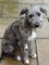 Regalo orinal Deerhound cachorros listo - Foto 1