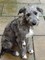 Regalo orinal deerhound cachorros listo