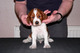 Regalo perrito del perro de aguas de saltador galés - Foto 1