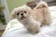 Regalo perritos de Pekingese disponibles - Foto 1