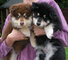 Regalo perritos finlandés del lapphund listo