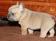 Regalo registrados bulldog francés disponibles