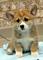 Regalo registrados cachorros corgi galés disponibles - Foto 1