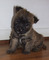 Regalo registrados Cairn Terrier cachorros listo - Foto 1
