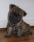 Regalo registrados cairn terrier cachorros listo