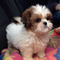 Regalo registrados cute shih tzu cachorros disponibles