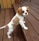 Regalo rey charles cachorros listo