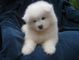 Regalo samoyedo cachorros disponibles