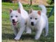 Regalo siberiano husky blanco cachorros
