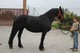 Registrada castrado friesian disponible