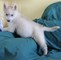 Registrados cachorros Siberian Husky - Foto 1