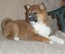 Shiba inu cachorros