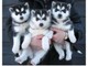 Siberian huskies para adoptioin