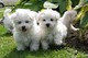 Tres perritos malteses hermosas